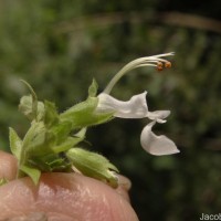 Teucrium heynei V.S.Kumar & Chakrab.